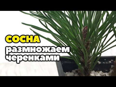 Видео: Размножение сосны горной черенками в домашних условиях