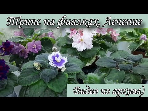 Видео: Трипс на фиалках 😪 Лечение, препараты ...  Видео из архива)