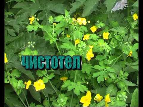 Видео: Наши медоносы