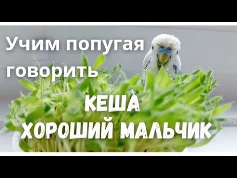 Видео: Учим попугая говорить "Кеша хороший мальчик"