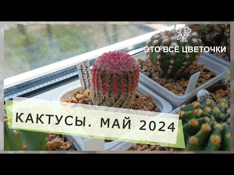 Видео: Кактусы. Май 2024. Посылка #3.