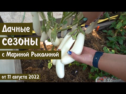 Видео: Дачные сезоны с Мариной Рыкалиной от 11 августа 2022