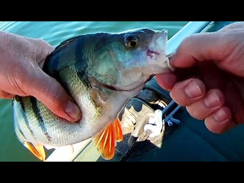 Видео: 19 05 24 Плещеево видеоотчет