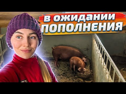 Видео: Мой насыщенный день в Тверской деревне. Как мы живем и трудимся в радость! Молодая Ферма