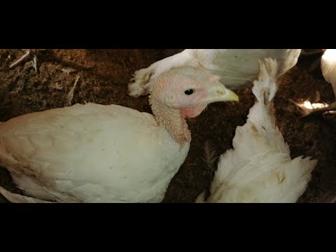 Видео: Профилактика Глистов у Индюшат Биг6, таблетки Альбен для индюков,как рассчитать Дозировку в Клюв.