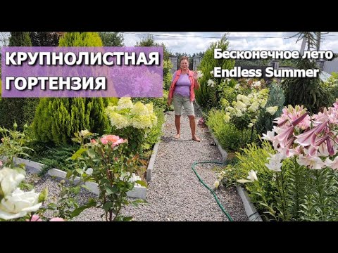 Видео: ГОРТЕНЗИЯ КРУПНОЛИСТНАЯ БЕСКОНЕЧНОЕ ЛЕТО (Endless Summer) в моем саду: Про уход, цвет, черенкование