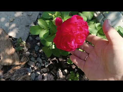 Видео: Відгук про інтернет магазин рослин, або як я повелася на гарну картинку.