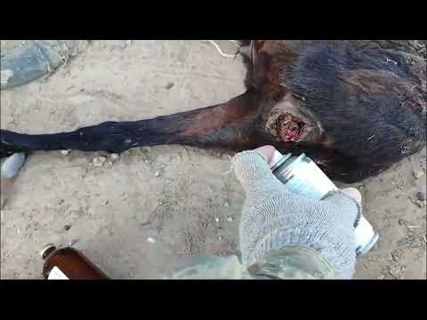 Видео: Қойдын жауы