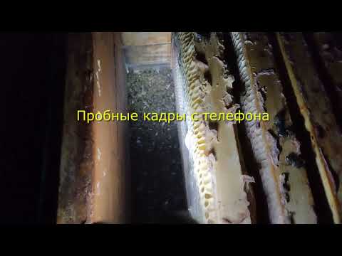 Видео: Пасека. Одна погибла, вторая на грани.