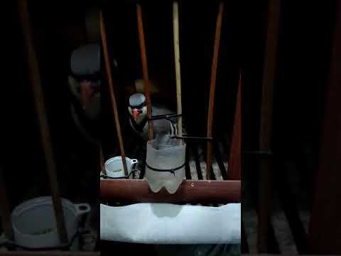 Видео: Кавги морам таер шудац ба шикора,