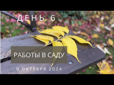 Видео: День №6  - хроника подготовки сада к зиме. 9 октября 2024