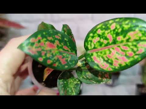 Видео: Все мои аглаши!