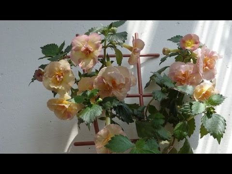 Видео: пополнение коллекции ахименесов