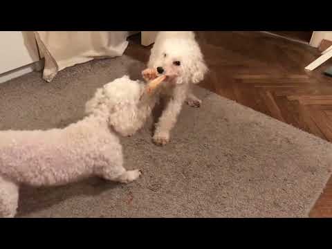 Видео: 26C_2021/ ПЕРЕТЯГИВАНИЕ КАНАТА” КАК ИГРАЮТ СОБАКИ КТО КОГО  ПУДЕЛЬ