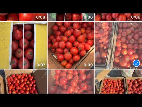 Видео: Аватар  узум  кўчат . Картошка, карам, сабзи, қалампир, пақлажон,  бодринг, памидор,олма, узум,  👍🔥