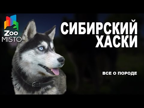 Видео: Сибирский Хаски - Все о породе собаки | Собака породы - Сибирский Хаски