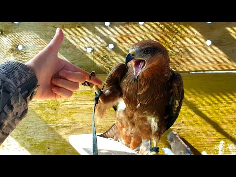 Видео: Милый коршун пытается мило отгрызть мне руку. Осторожно, громко!