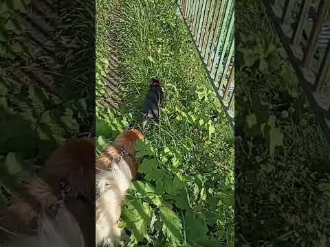 Видео: 24 августа 2025 г.