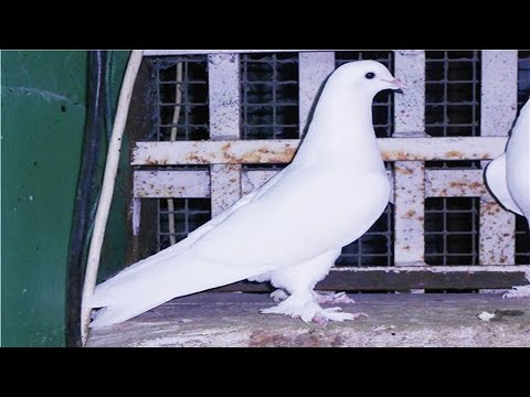 Видео: В гостях у Алексея Баукова бакинские голуби (часть 2) селекция , ведение линии голубей.