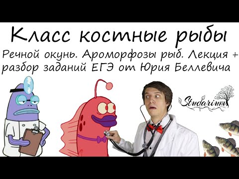 Видео: Класс костные рыбы. Речной окунь. Ароморфозы рыб. Лекция и разбор заданий от Юрия Беллевича