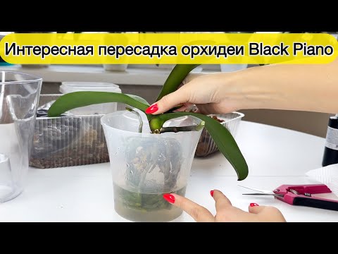 Видео: Простая пересадка орхидеи из маленького горшка в большой горшок