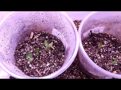 Видео: Очень просто. Посадка и всходы семян Адениума.