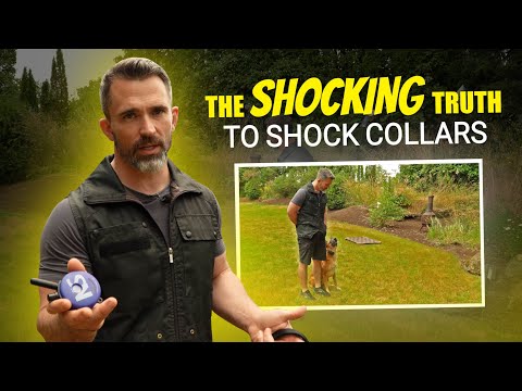 Видео: Улучшите послушание вашей собаки с помощью правильных корректировок!