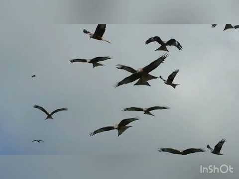 Видео: 4а сынып Әдебиеттік оқу,  тақырыбы:"Құстар әні"  Колкомбаева З.А