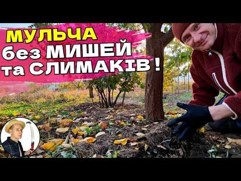 Видео: Від Мишей, Слимаків та Хрущів в мільчі під деревами: 2 надійних методи