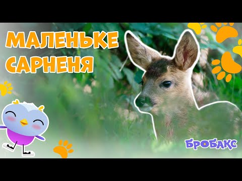 Видео: 🦌Маленьке Сарненя | ЦІКАВІ ФАКТИ ПРО ТВАРИН | ДІТЯМ ПРО ПРИРОДУ | Про природу дітям