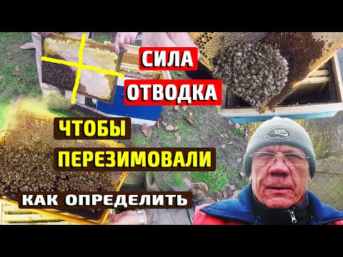 Видео: Готовим слабые отводки в зиму Оптимальная сила отводка для зимовки