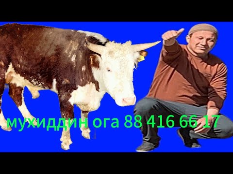 Видео: 19 июля 2025 г.МУХИДДИН ОГА ТЕЛ 88 416 66 17 ЛАЙК БОСАМИЗ