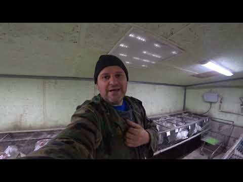 Видео: У КРОЛИКА РАСТУТ КРИВЫЕ ЗУБЫ!  САБЛЕЗУБЫЙ КРОЛИК