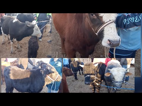 Видео: ХОРАЗМ ШОВОТ ЧОКЛИ МОЛ БОЗРИ НАРХЛАРИ 07. 11.2025 #хоразм #шовот#нархлари #хоразммолбозори