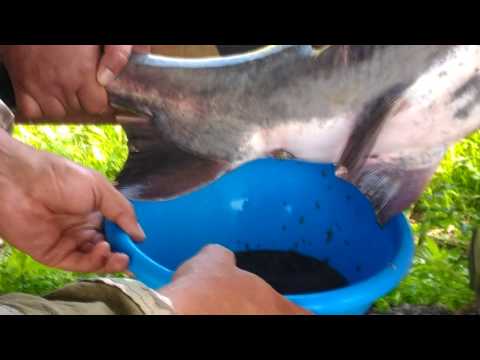Видео: Получение икры веслоноса! Getting caviar paddlefish
