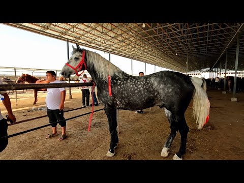 Видео: Toshkent viloyati Sho'ro ot bozori! Конный рынок Узбекистана