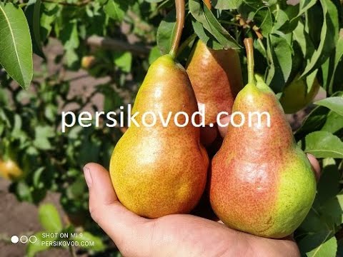 Видео: Груша Изольда persikovod.com