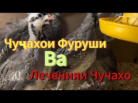 Видео: Чучахои гибрид ва лечения!