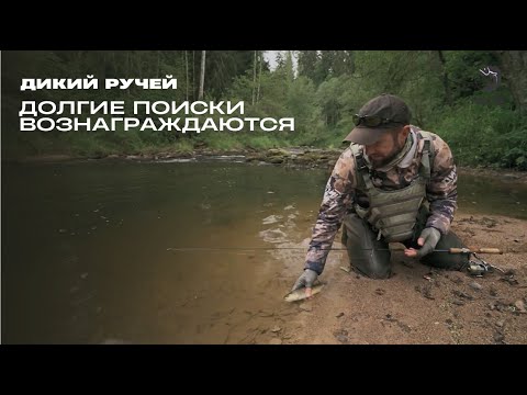 Видео: Долгие поиски вознаграждаются // Дикий ручей