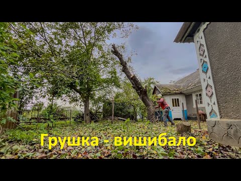 Видео: Пиляю грушу новим інструментом Silky Sugoi 360