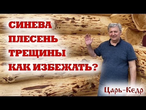 Видео: СИНЕВА, ПЛЕСЕНЬ, ТРЕЩИНЫ, как защитить деревянный сруб?Строительство из бревна.