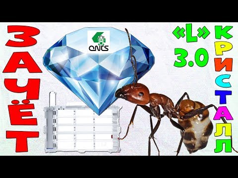 Видео: Заселение муравиной фермы Кристалл L 3.0