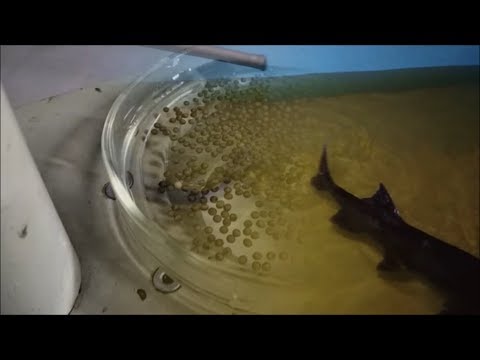 Видео: Веслонос (Polyodon spathula). Получение икры веслоноса и ее инкубация