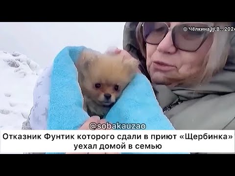 Видео: 08.02.24. Шпиц отказник ФУНТИК КОТОРОГО ХОТЕЛИ СДАТЬ В ПРИЮТ «Щербинка» УЕХЛА ДОМОЙ! Собака Юзао