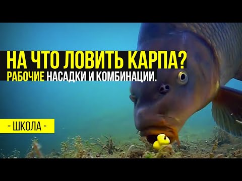 Видео: На что ловить карпа? Рабочие Насадки и комбинации.