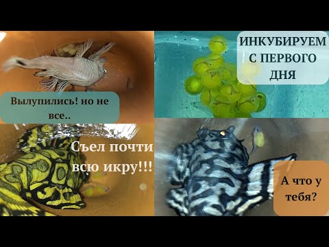 Видео: Нересты их результаты: #l236sy #l236sw #l144 Ancistrus Snow White. Инкубация икры #hypancistrus