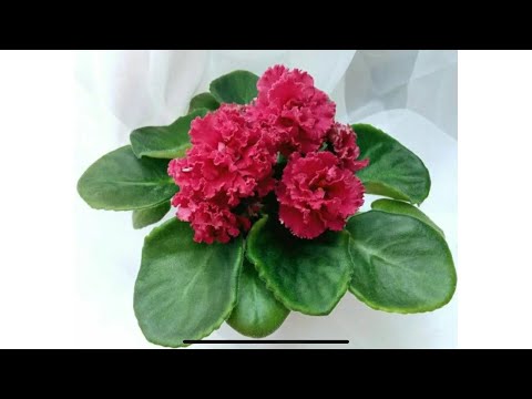 Видео: Отсаживаю детки фиалок от листа. Новинки в моей коллекции 😁🌸