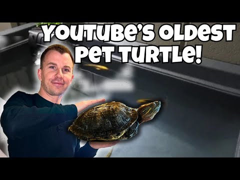 Видео: ПОСМОТРИТЕ, ПРЕЖДЕ ЧЕМ ПОКУПАТЬ ЧЕРЕПАХУ!! - СТАРЕЙШАЯ ЧЕРЕПАХА НА YouTube