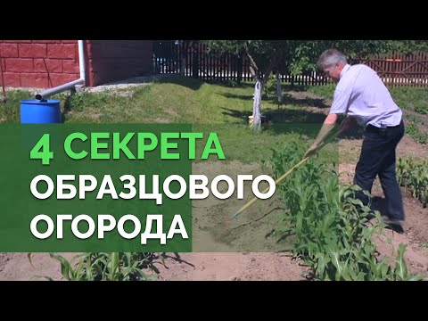 Видео: Уход за растениями в огороде | Технология изобилия