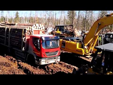 Видео: приморский край жестокая вывозка леса на севере